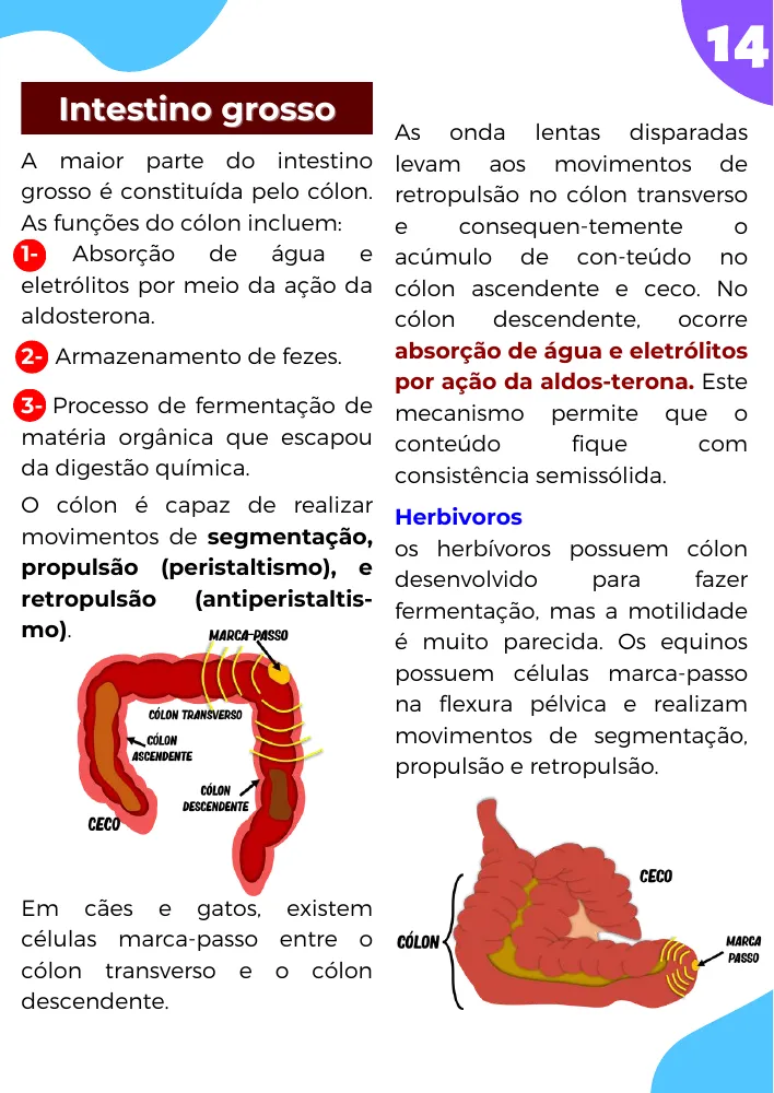 Página de amostra 3 de Fisiologia do Sistema Digestório