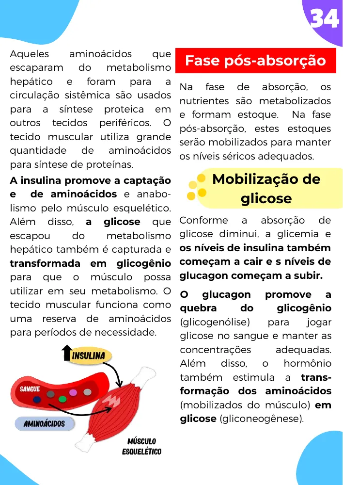 Página de amostra 4 de Fisiologia do Sistema Digestório