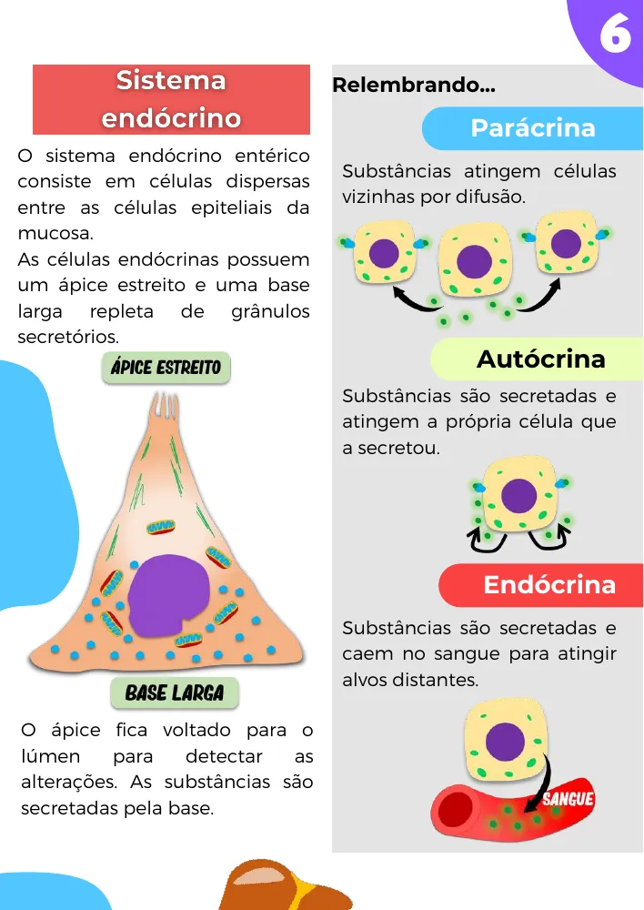 Página de amostra 2 de Fisiologia do Sistema Digestório