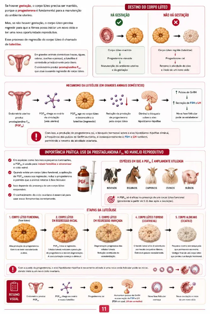 Página de amostra 4 de Fisiologia do Sistema Reprodutor