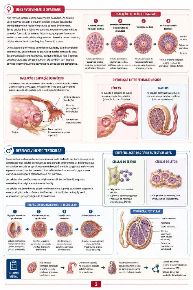Página de amostra 2 de Fisiologia do Sistema Reprodutor