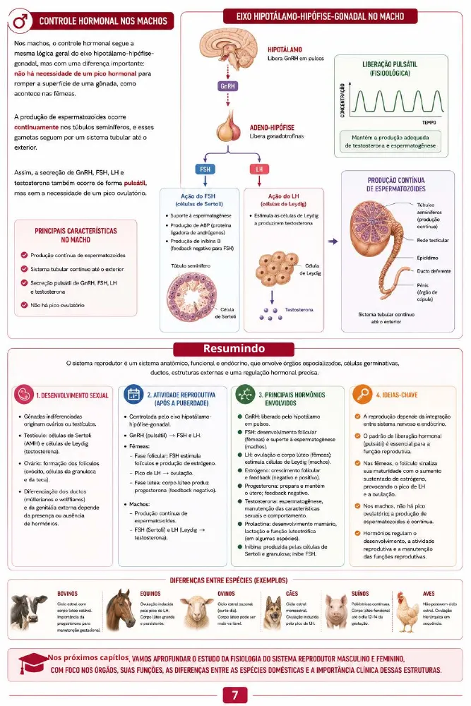 Página de amostra 3 de Fisiologia do Sistema Reprodutor