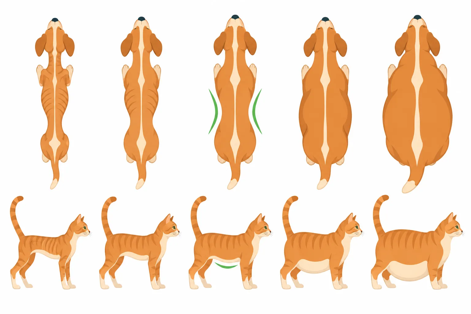 Silhuetas de cães vistos de cima e de gatos de perfil, do muito magro ao obeso, com o formato ideal destacado